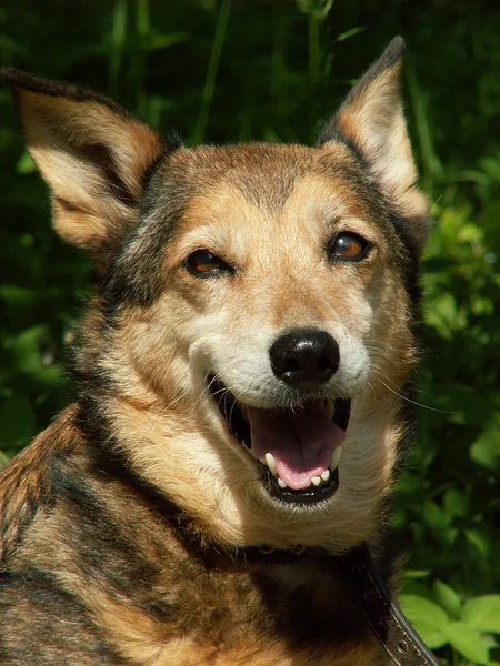 stock image Happy dog