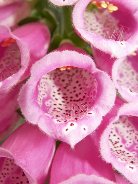 Blommor av digitalis purpurea — Stockfoto