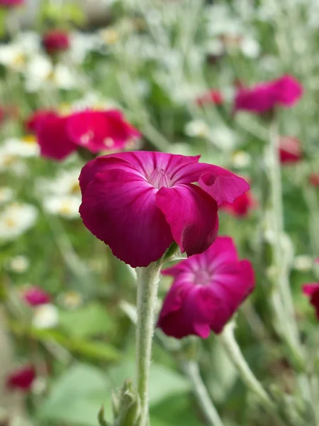 Flowers of lychnis coronaria — Stock Photo, Image