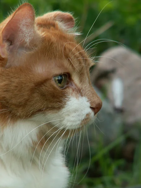 stock image Redheaded cat