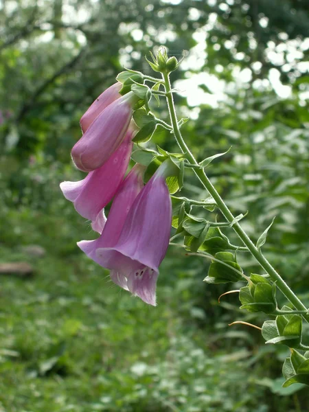 digitalis purpurea çiçekler