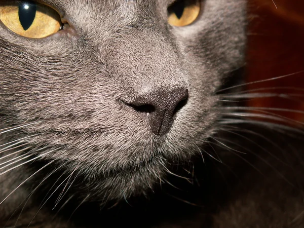 Котячий ніс — стокове фото