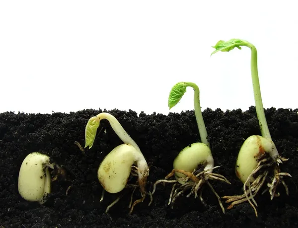 豆の種子の発芽 ロイヤリティフリーのストック画像