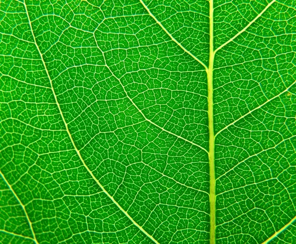 Leaf texture Royalty Free Stock Images