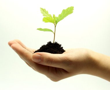 Plant growing in hand clipart