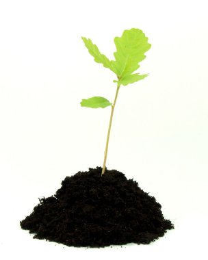 Growing plant clipart