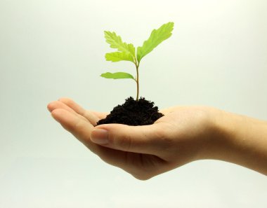 Plant growing on hand clipart