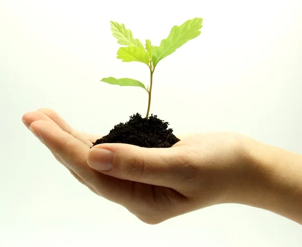 Plant growing in hand — Stock Photo, Image