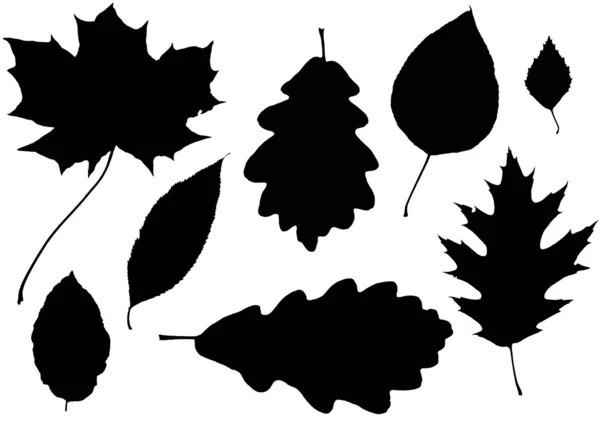 Контуры листьев — стоковое фото