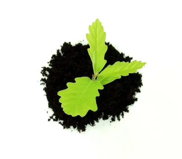 Growing oak plant — Stock Photo, Image