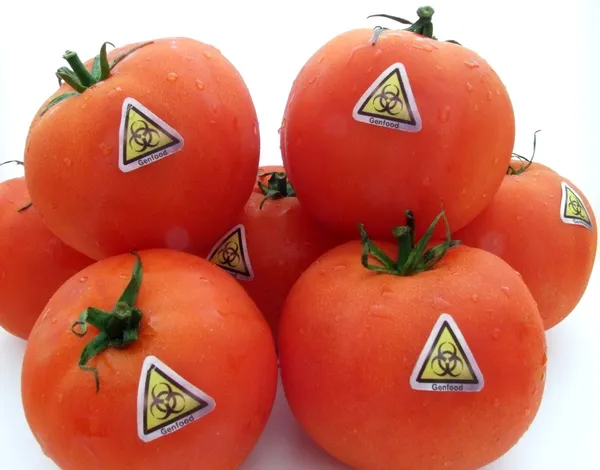 ГМО-помидоры — стоковое фото