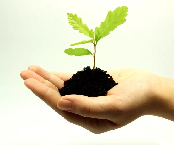 Planta creciendo en la mano — Foto de Stock