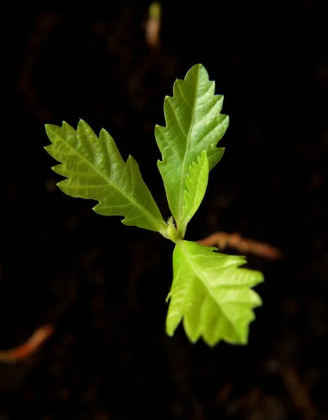 Eiken sprout — Stockfoto