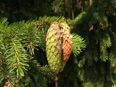 Young spruce cones clipart