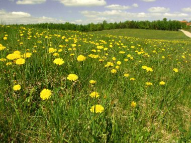 Dandelion on spring meadow clipart