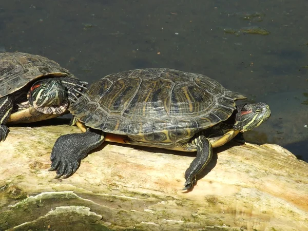 stock image Turtles on the branch