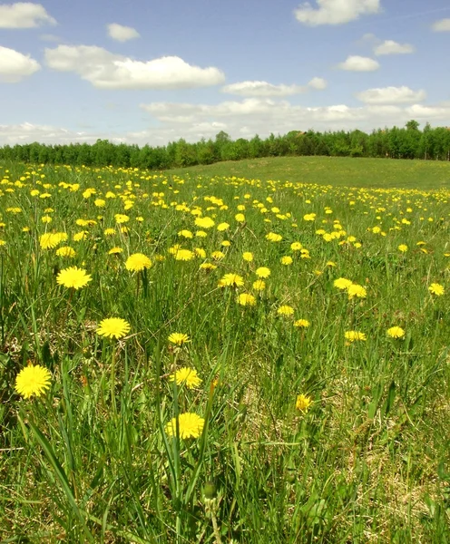 Mniszek lekarski na wiosna łąka — Zdjęcie stockowe