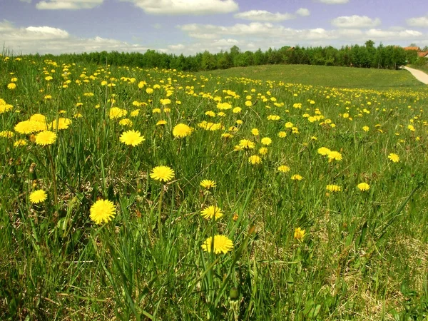 春天草原上的蒲公英 — 图库照片