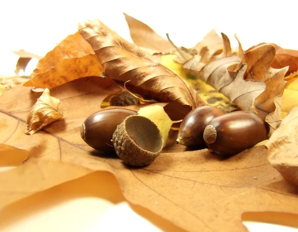 Autumn leafs and acorns — Stock Photo, Image