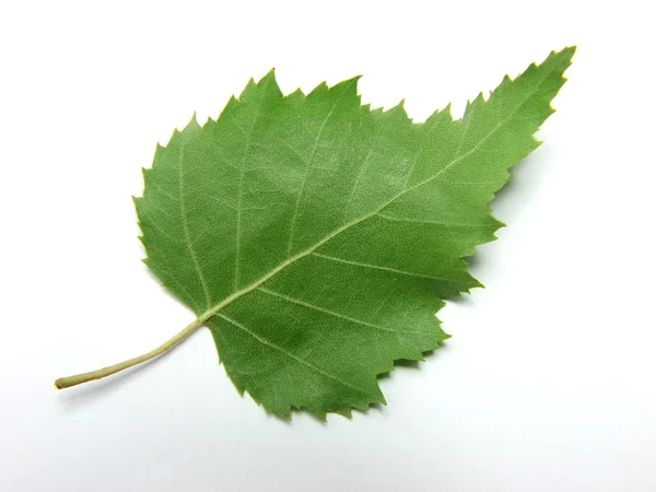 Σημύδας φύλλα — Φωτογραφία Αρχείου
