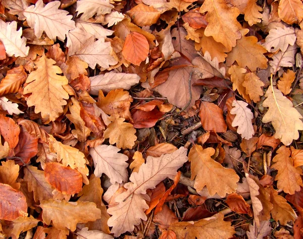 秋を葉します。 — ストック写真