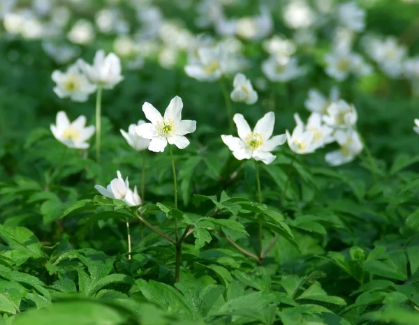 stock image Anemones