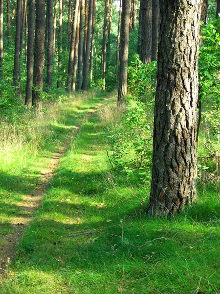 Bosque en verano — Foto de Stock