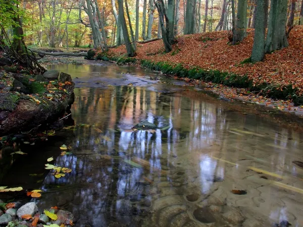 Řeka v lese — Stock fotografie