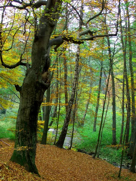 Autumn in forest — Stock Photo, Image