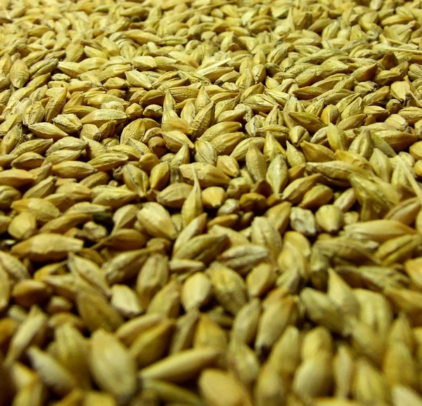 大麦の種子 — ストック写真