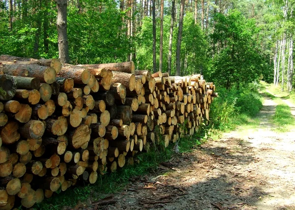 Pilha de troncos de árvore — Fotografia de Stock