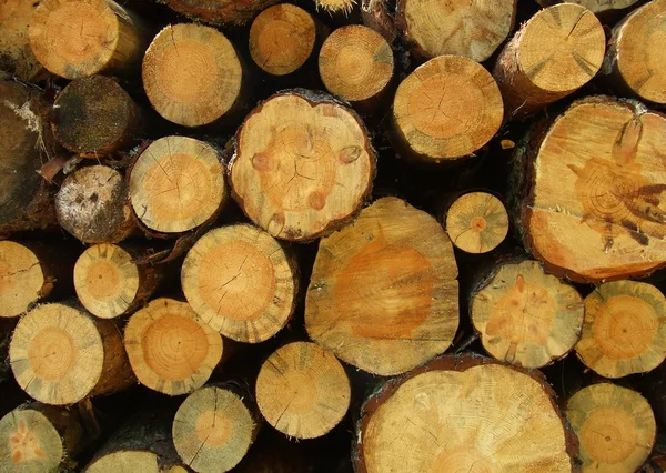 Woodpile — Stok fotoğraf