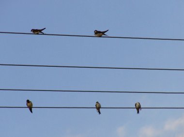 Kırlangıçlar elektrik hattı üzerinde