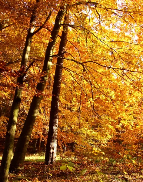 Gouden herfst — Stockfoto