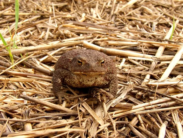 European toad Bufo bufo — Stock Photo, Image