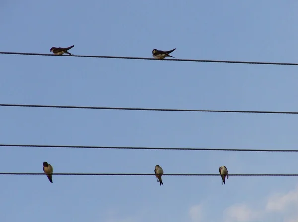 stock image Swallows on the electric line