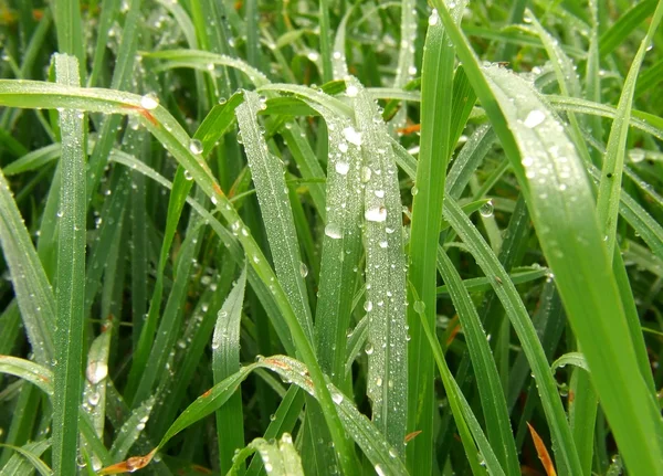Gotas de agua en la hierba — Foto de Stock