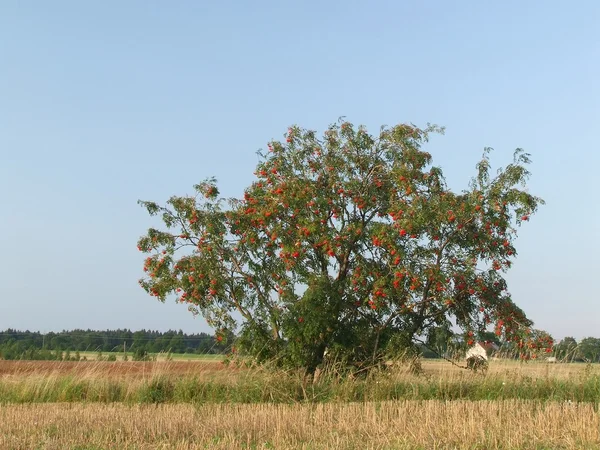 Árvore Rowan — Fotografia de Stock