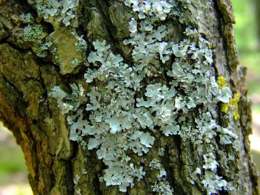 Lichens clipart