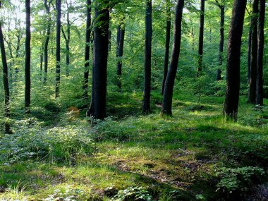 Orman pomerania, Polonya