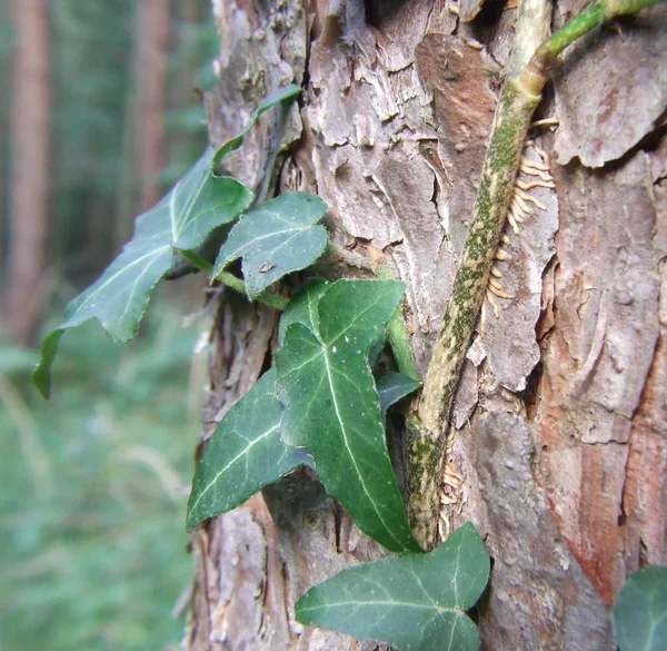 Ivy on the bark — Stock Photo, Image