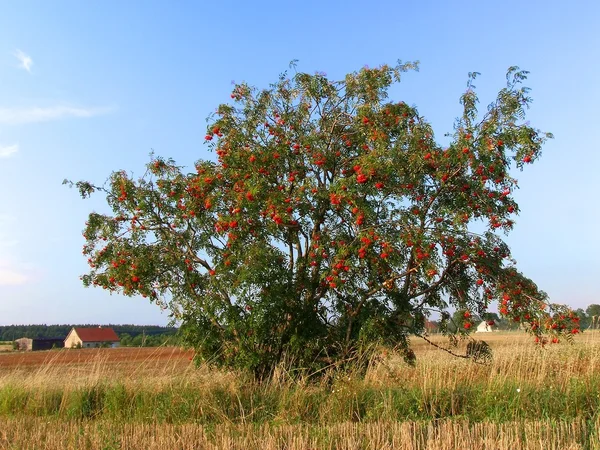 Rowan árbol — Foto de Stock