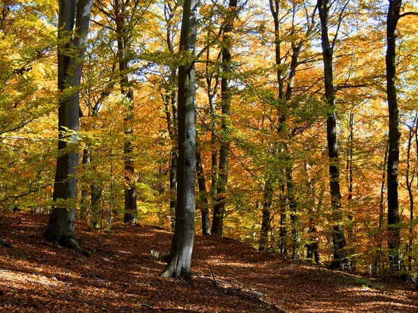 가을 숲 — 스톡 사진