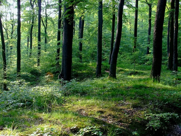 Bosque en Pomerania, Polonia — Foto de Stock