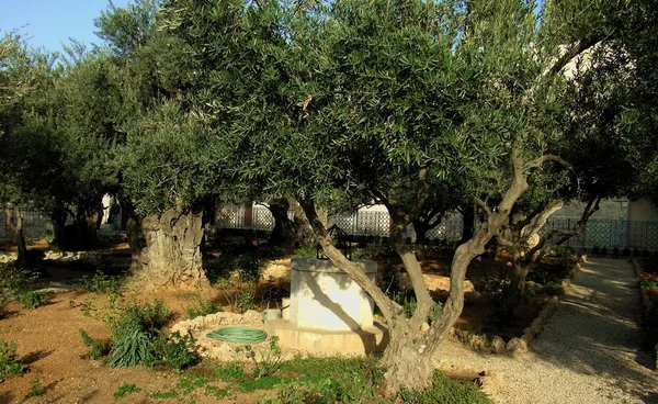 Olivový Zahrada v Jeruzalémě, Izrael — Stock fotografie