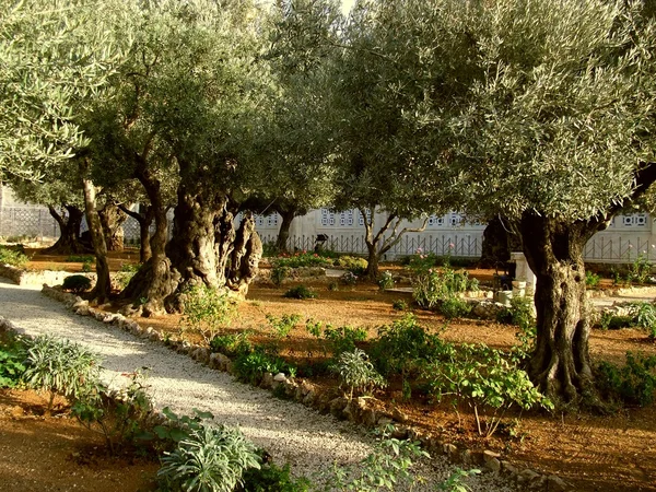 Olive garden in Jeruzalem — Stockfoto