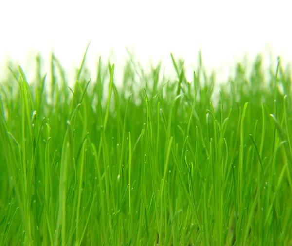 Büyüyen çimen — Stok fotoğraf