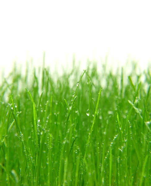 Coltivare erba — Foto Stock