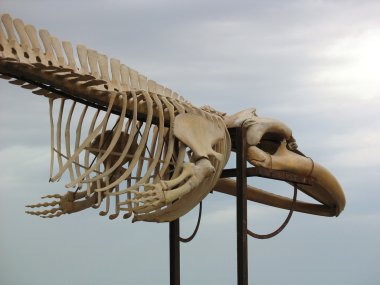 Whale skeleton in Fuerteventura clipart