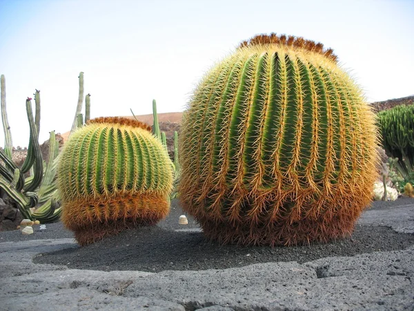 Kaktusy v lanzarote — Stock fotografie